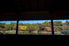 昭和記念公園【日本庭園：紅葉】⑤20191116