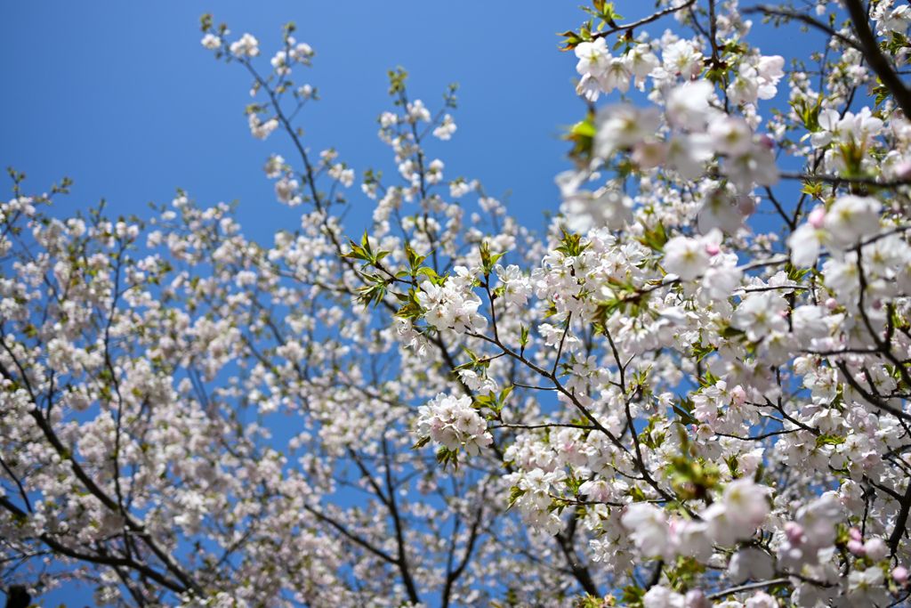 神代植物公園【サクラ：寒咲大島】①20240330