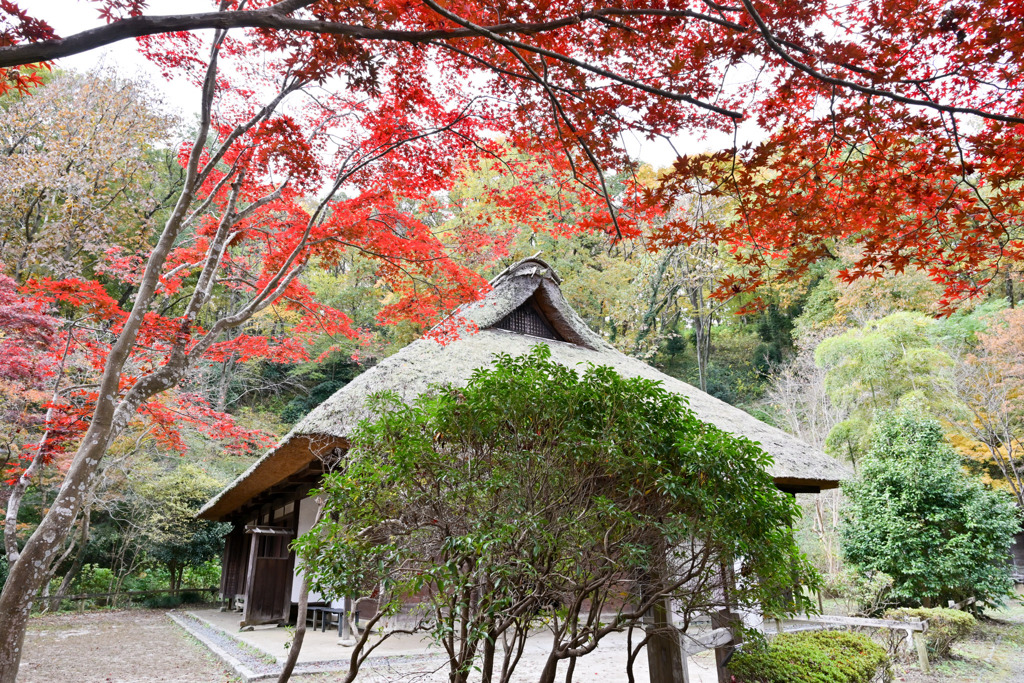 薬師池公園【旧荻野家と紅葉】①20251119
