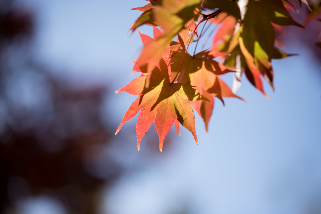 昭和記念公園【日本庭園：紅葉のピックアップ】④20181117