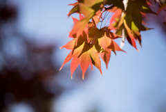 昭和記念公園【日本庭園：紅葉のピックアップ】④20181117