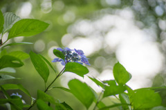 生田緑地【あじさい山の紫陽花】⑧20190622