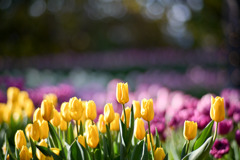 サムエル・コッキング苑【チューリップ：イエローフライト】②202601