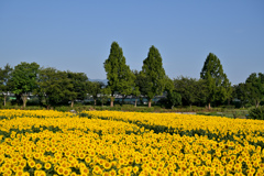 座間ひまわり祭り(座間会場)【サンフラワー：遠景】②20240812