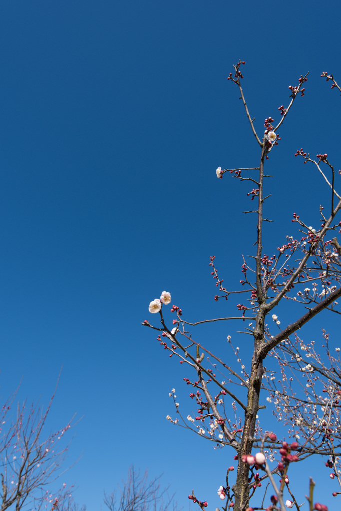 【小田原フラワーガーデン(島原)】20150214