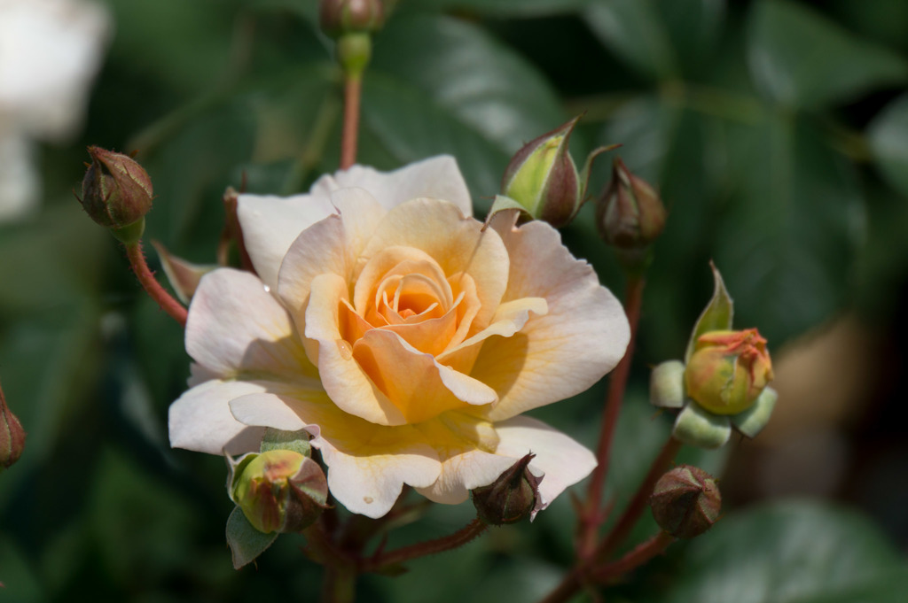 神代植物公園【薔薇：ムーン・スプライト】20170527