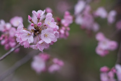 神代植物公園【桜：神代曙】②20190323