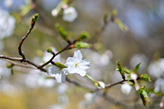 神代植物公園【サクラ：大島桜】20240330