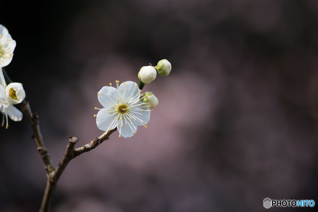 【大船植物園(月の桂)】②20160206