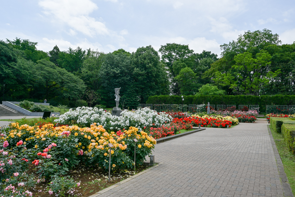 神代植物公園【バラ園の眺め】③20240515