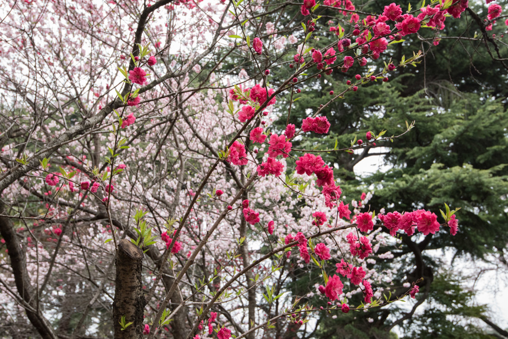 【新宿御苑(ハナモモ)】②20160402