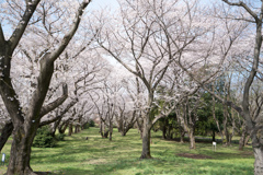 昭和記念公園【桜の園：桜林の様子】②20220402
