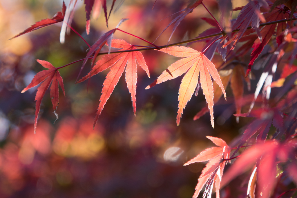 近所の緑道【紅葉：モミジのアップ】20211123