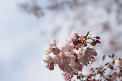 新宿御苑【桜：アメリカ】③20170402