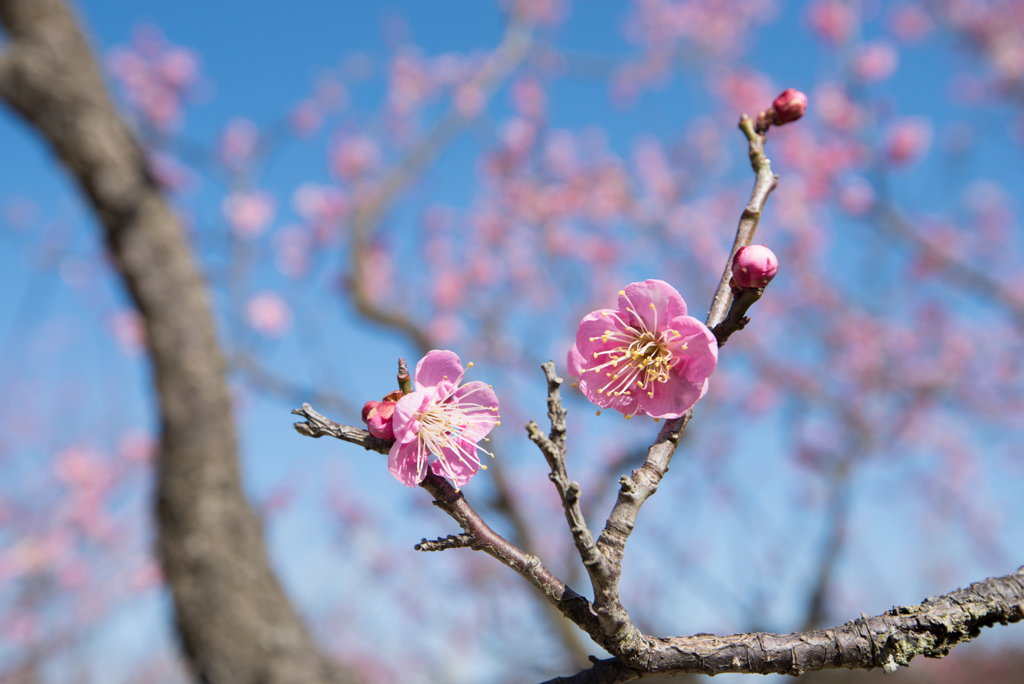 小田原フラワーガーデン【梅：大湊】①20170128