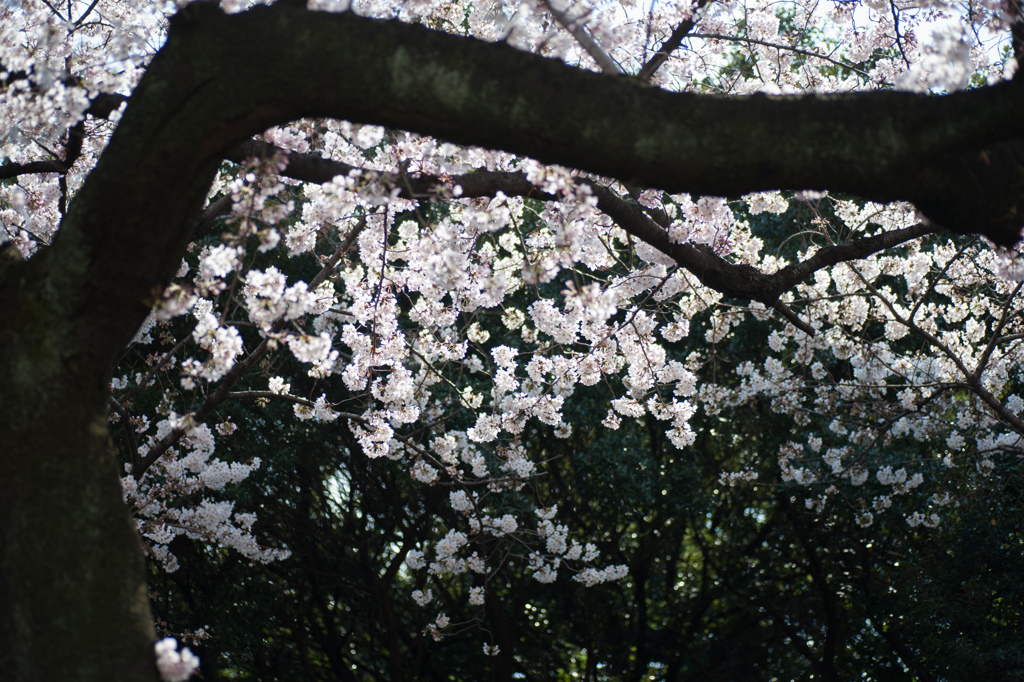 新宿御苑【桜：高遠小彼岸】①20170402