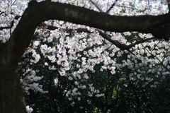 新宿御苑【桜：高遠小彼岸】①20170402