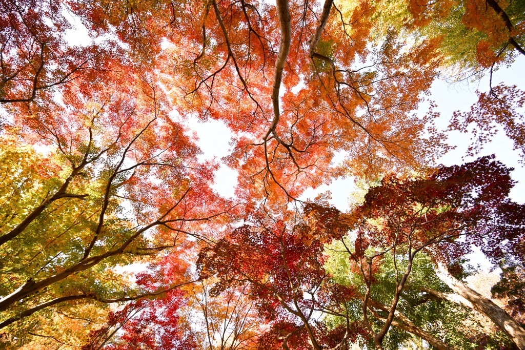 神代植物公園【かえで園(アップ)】①20241203