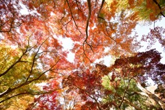 神代植物公園【かえで園(アップ)】①20241203