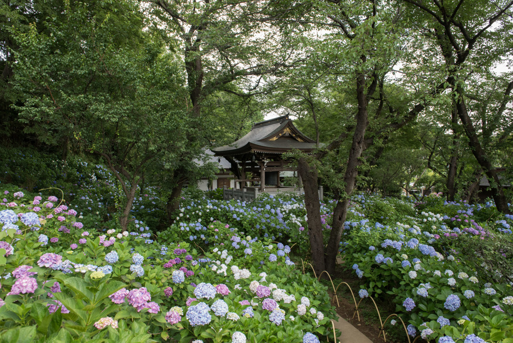 妙楽寺【境内左側の紫陽花の群生】①20190622