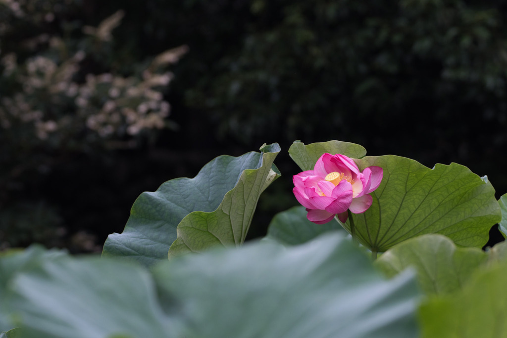 薬師池公園【蓮：大賀蓮】③20190721