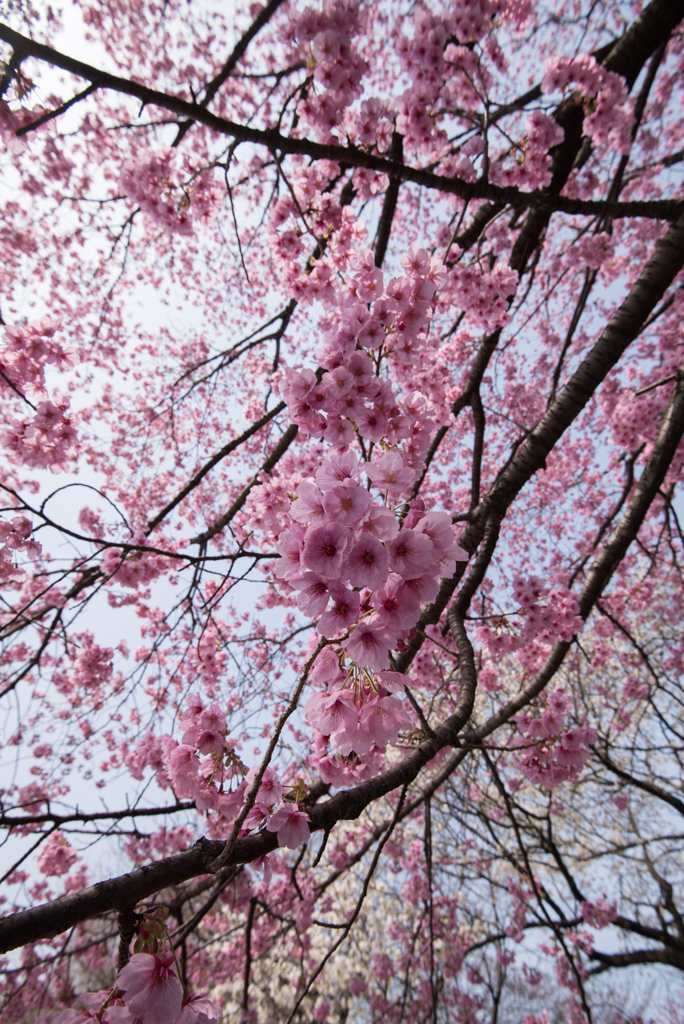 新宿御苑【桜：陽光】④20170325
