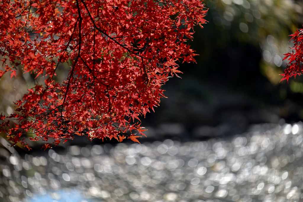 新宿御苑【上の池付近の紅葉】②20251124