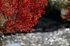 新宿御苑【上の池付近の紅葉】②20251124