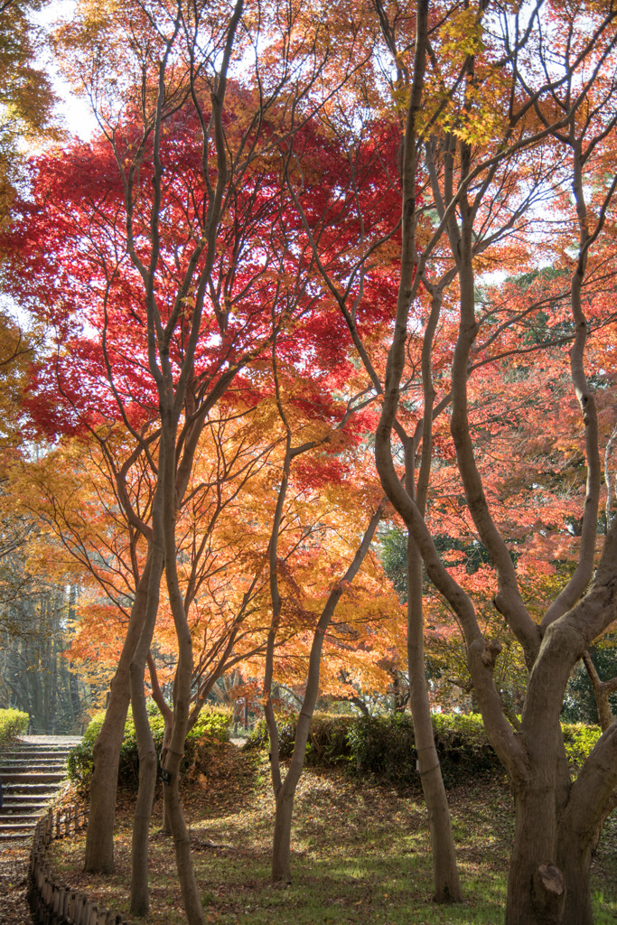 神代植物公園【かえで園の紅葉】⑦20201213