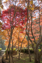 神代植物公園【かえで園の紅葉】⑦20201213