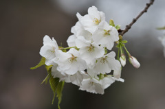 【新宿御苑(大島桜)】①20160402