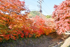 富士五湖の紅葉【河口湖：もみじ回廊】③20251116