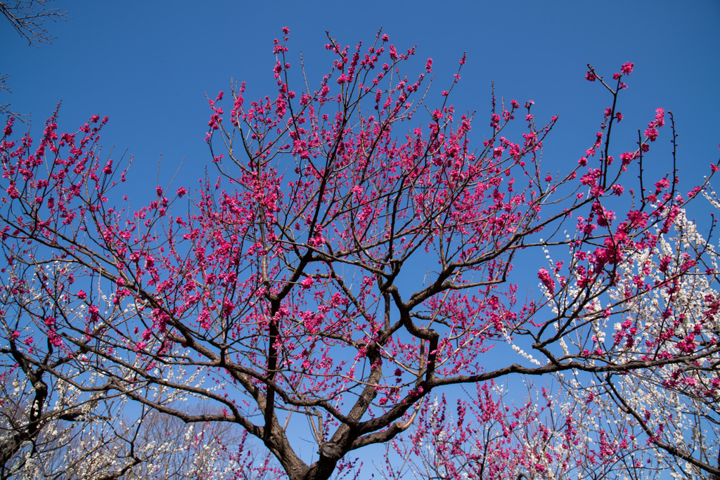 府中市郷土の森【梅：紅千鳥】②20210223