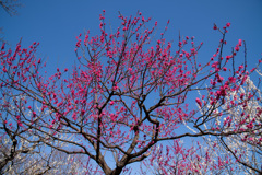 府中市郷土の森【梅：紅千鳥】②20210223