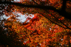 神代植物公園【かえで園(アップ)】②20241203