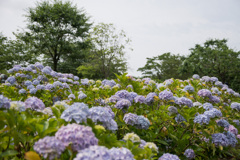 相模原北公園【紫陽花：ホンアジサイ】②20210613