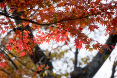 箱根美術館【神仙郷】⑨20211114