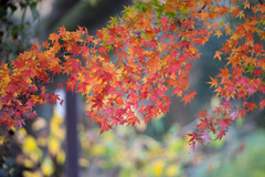神代植物公園【バラ園テラス裏側のモミジ】20181208