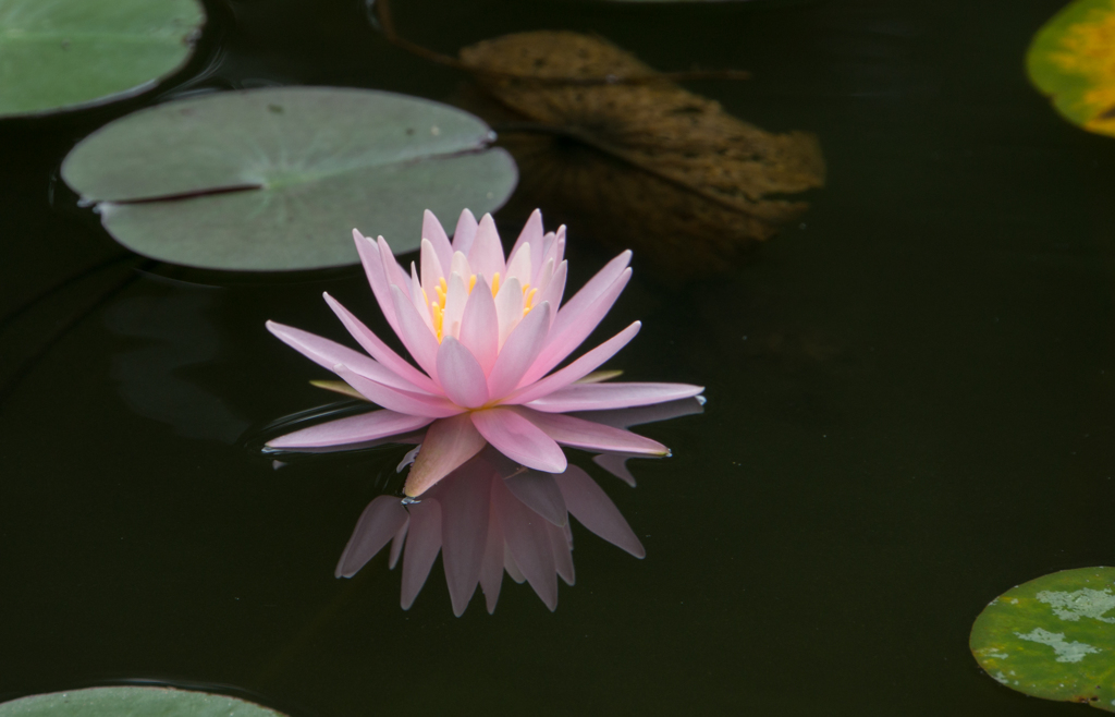 【神代植物公園(睡蓮)】20160910