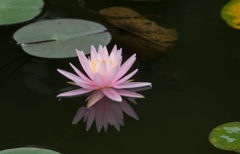 【神代植物公園(睡蓮)】20160910