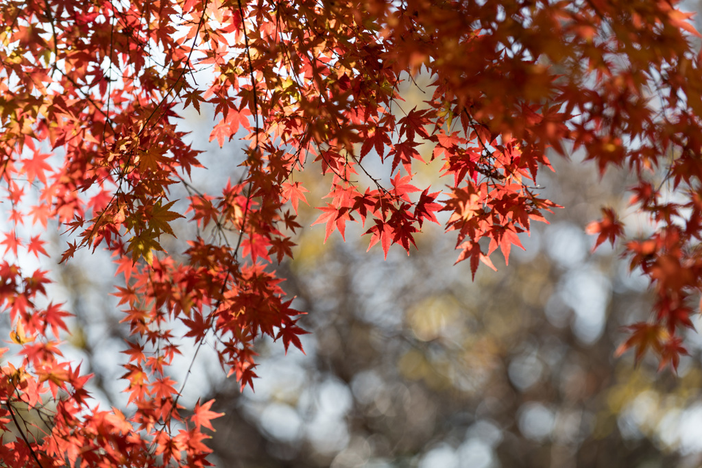 【新宿御苑：もみじ山の紅葉】②20141213