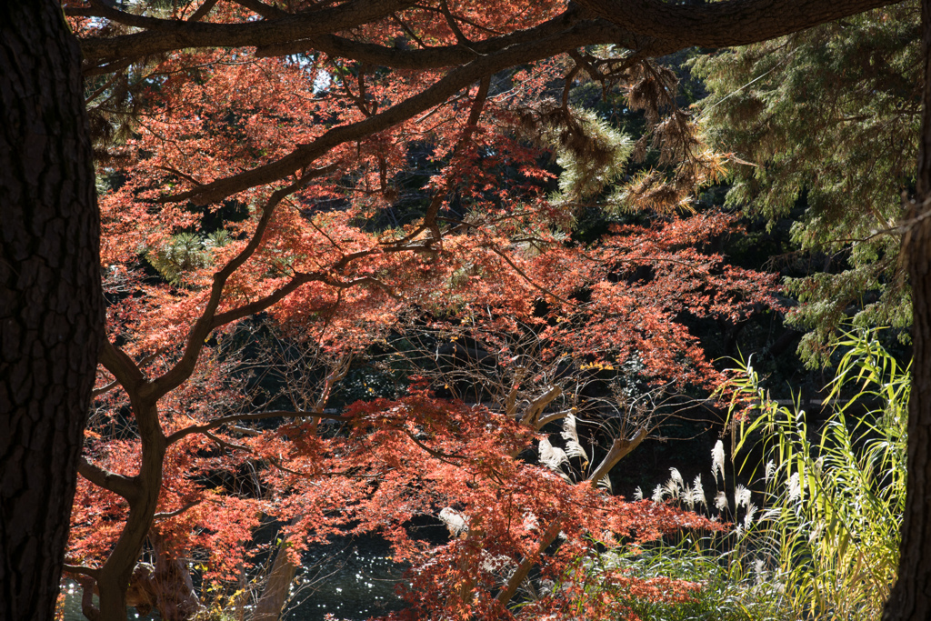 都内紅葉名所巡り4【新宿御苑：下の池の紅葉】②20211128