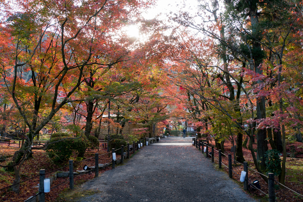 京都の紅葉【永観堂：遊歩道付近】②20201126