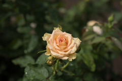 神代植物公園【薔薇：エメラルド・アイル】20190728