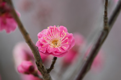 【小田原フラワーガーデン(八重寒紅)】①20150124