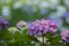 正覚寺【紫陽花】④20180602