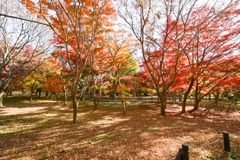 神代植物公園【かえで園(園内の眺め)】①20251130