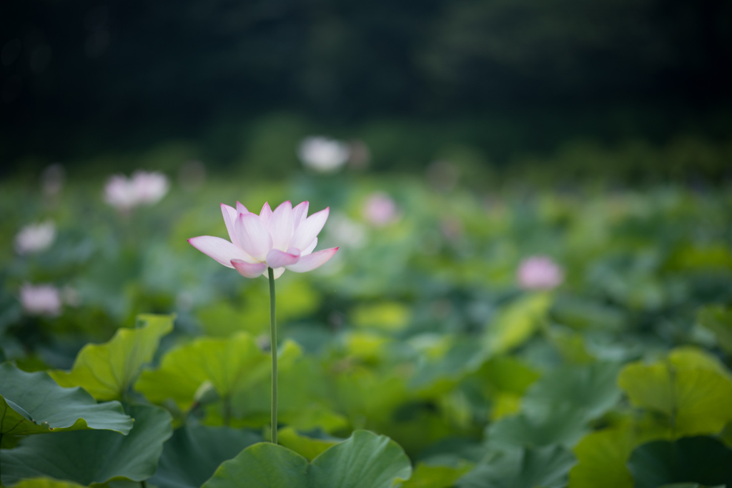 花菜ガーデン【田んぼたんぼのハス】②20220723