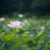 花菜ガーデン【田んぼたんぼのハス】②20220723