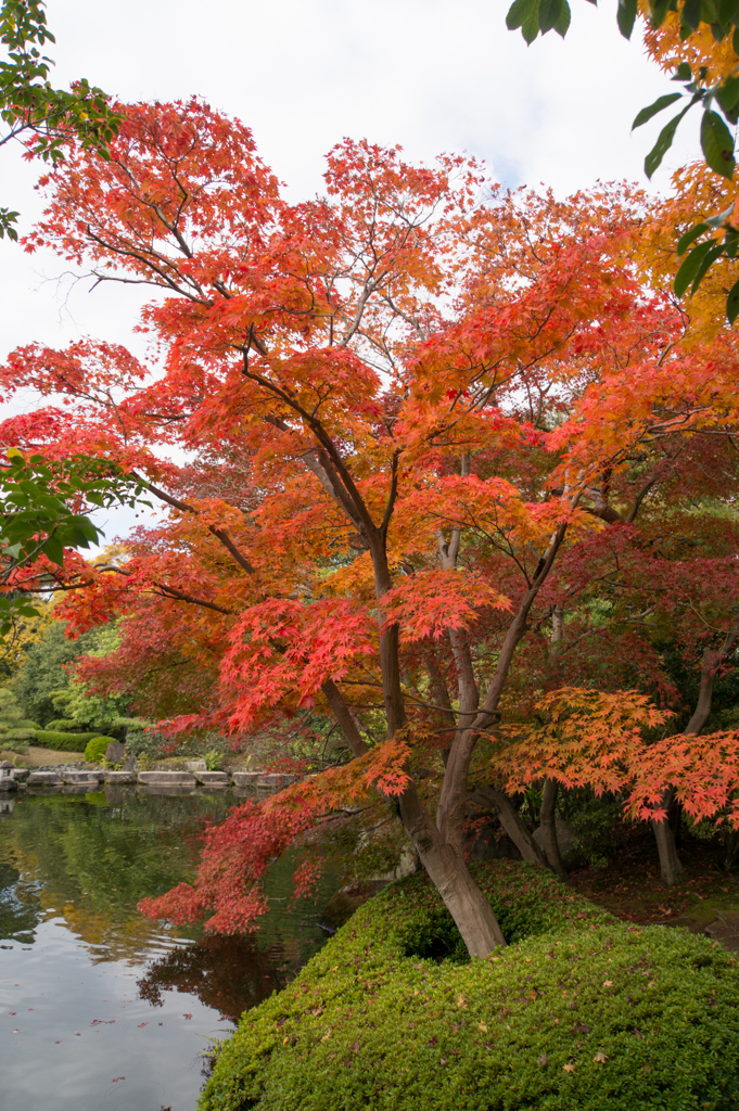 【好古園の紅葉】⑤20161116